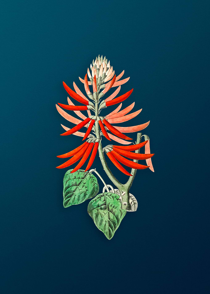 Naked Flowering Erythrina