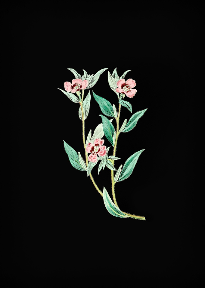 Long Branched Enothera