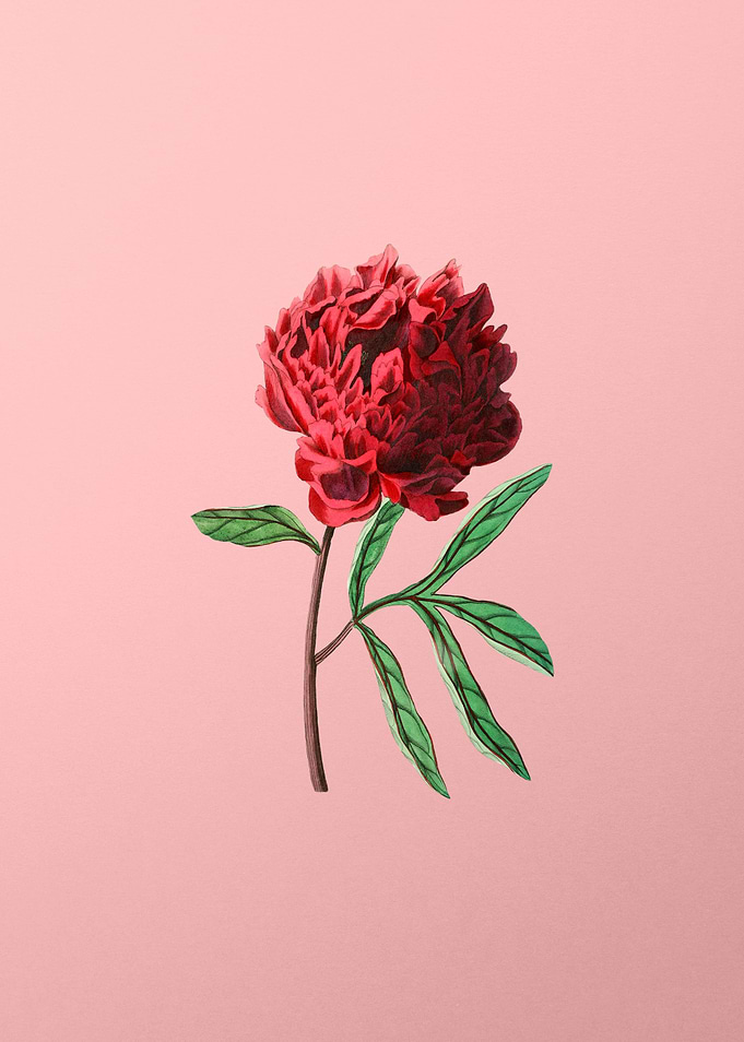 Potts Chinese Peony