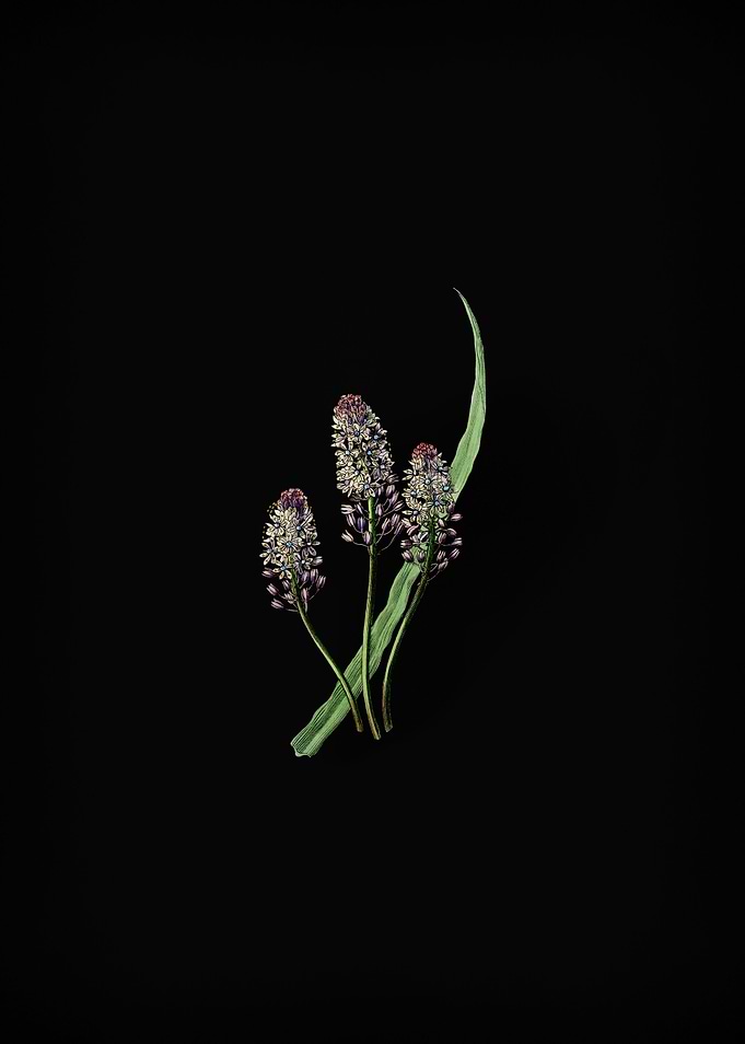 Meadow Squill Flower Black