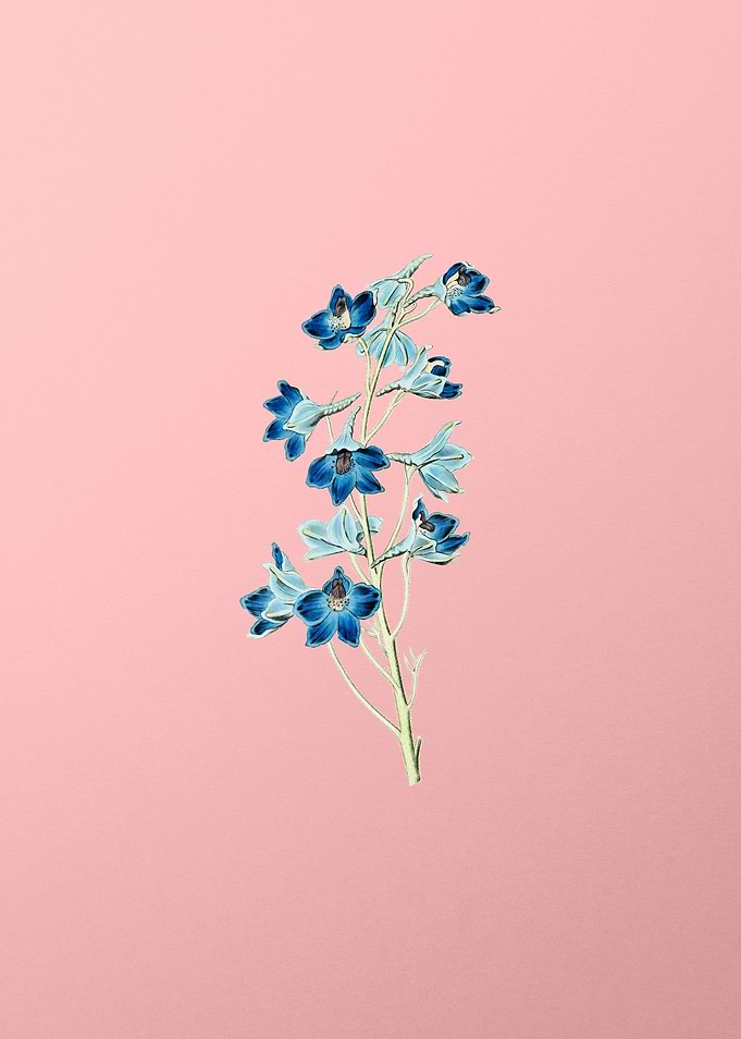 Shewy Delphinium Flower