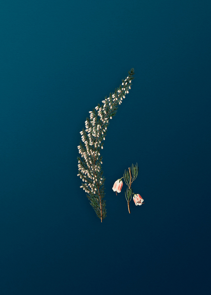 Bell Bearing Heath Flower