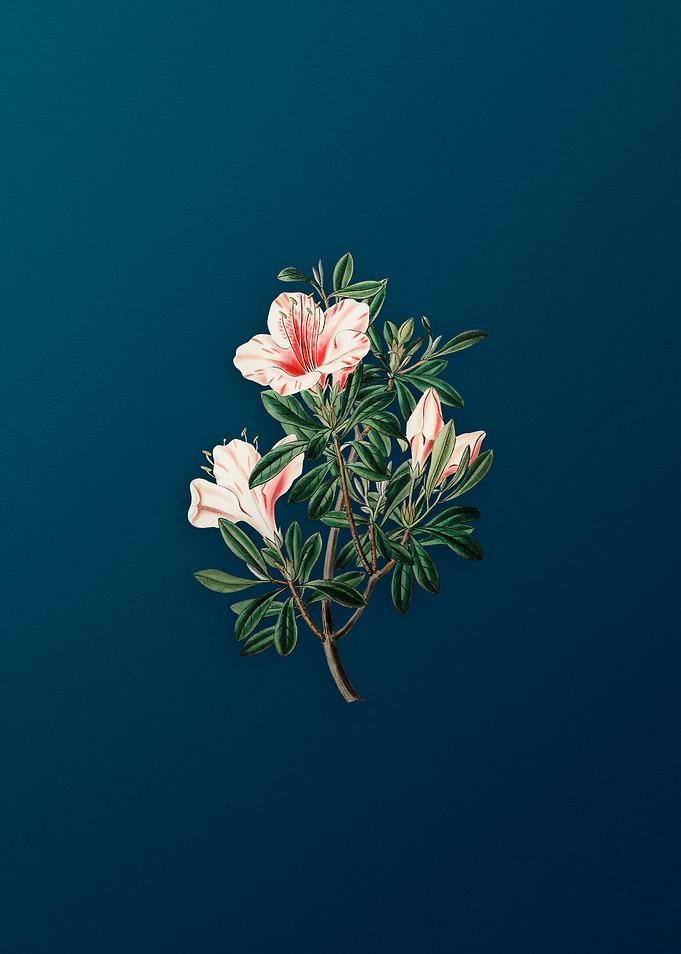 Variegated Chinese Azalea