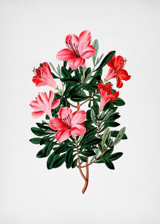 Brick Red Chinese Azalea