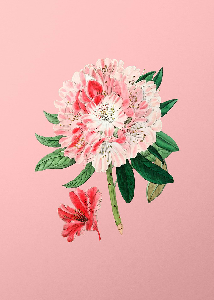 Rhododendron Flower