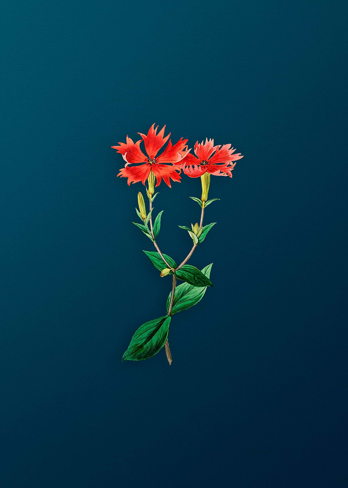 Vintage Lychnis Flower