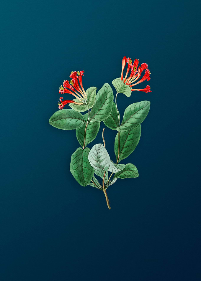 North West Honeysuckle