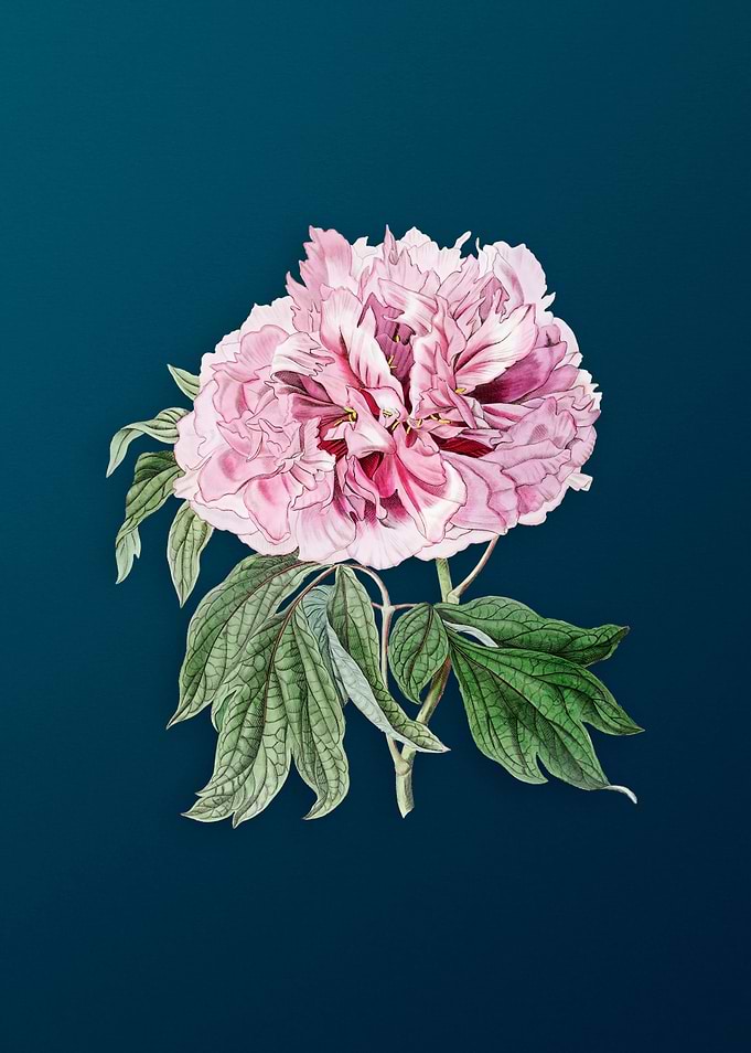 Double Red Curl Tree Peony