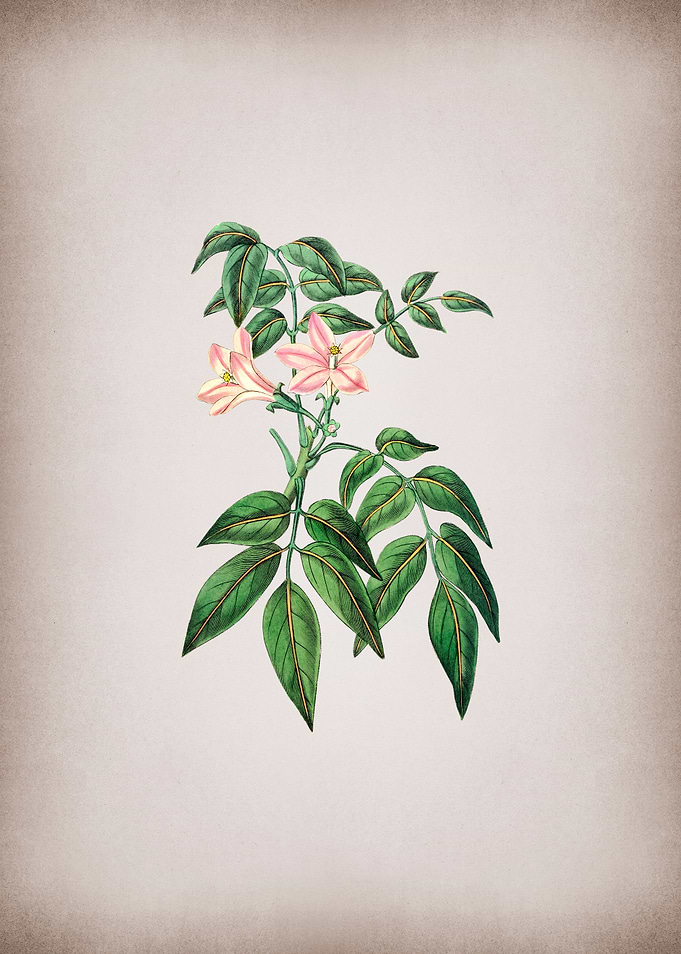 Turraea Pinnata Flower