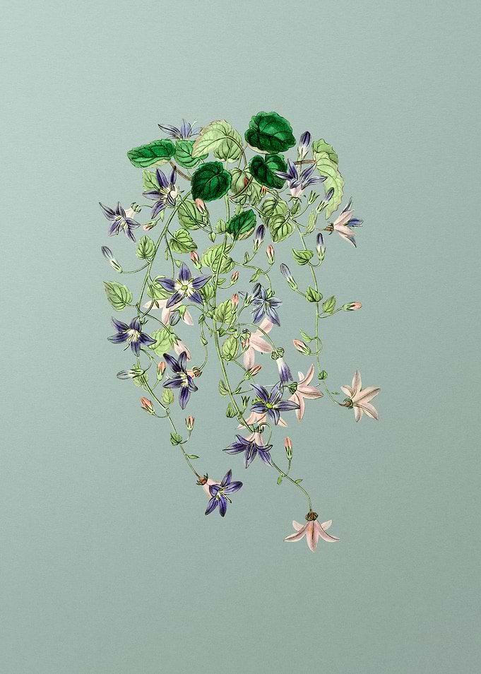Vintage Harebell Flower