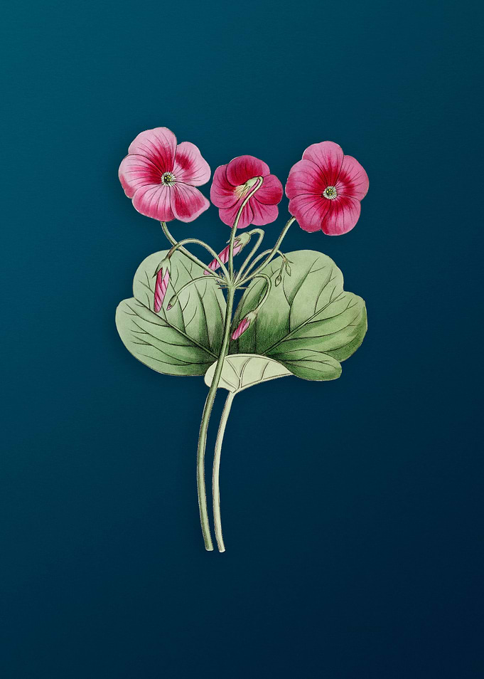 Bowies Oxalis on Teal