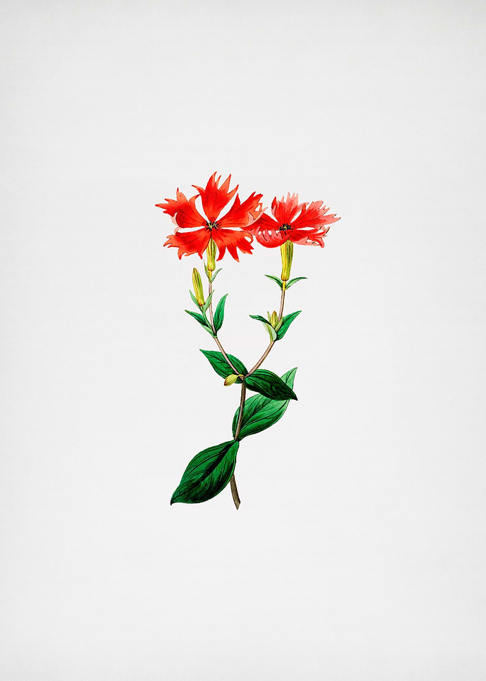 Red Lychnis Flower