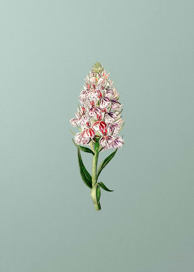 Leafy Spiked Orchis Flower