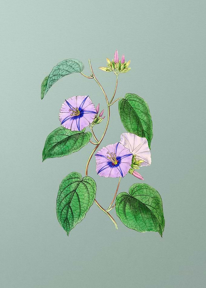 Hoary Jacquemontia Flower