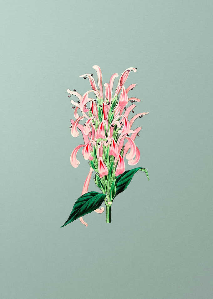 Justicia Carnea Flower