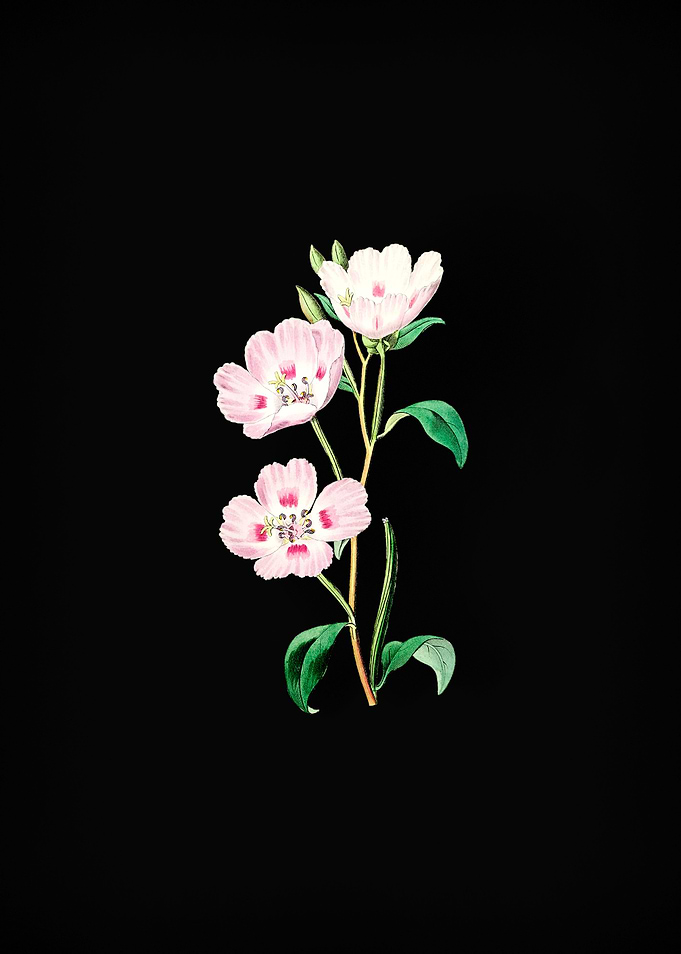 Pink Oenothera Flower