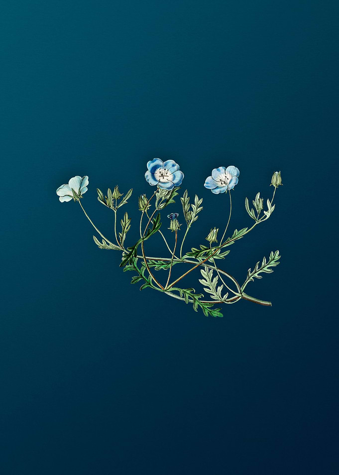Shewy Nemophila on Teal