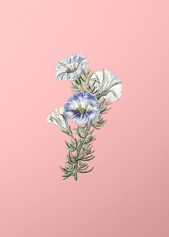 Sky Blue Alona Flower