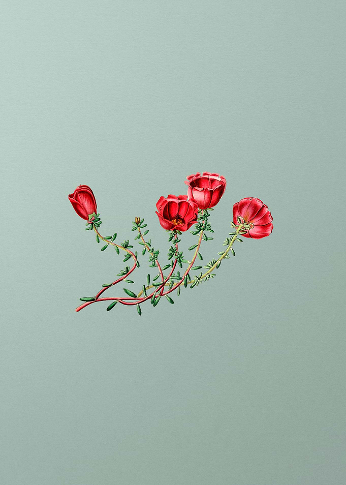Purslane Flower Branch