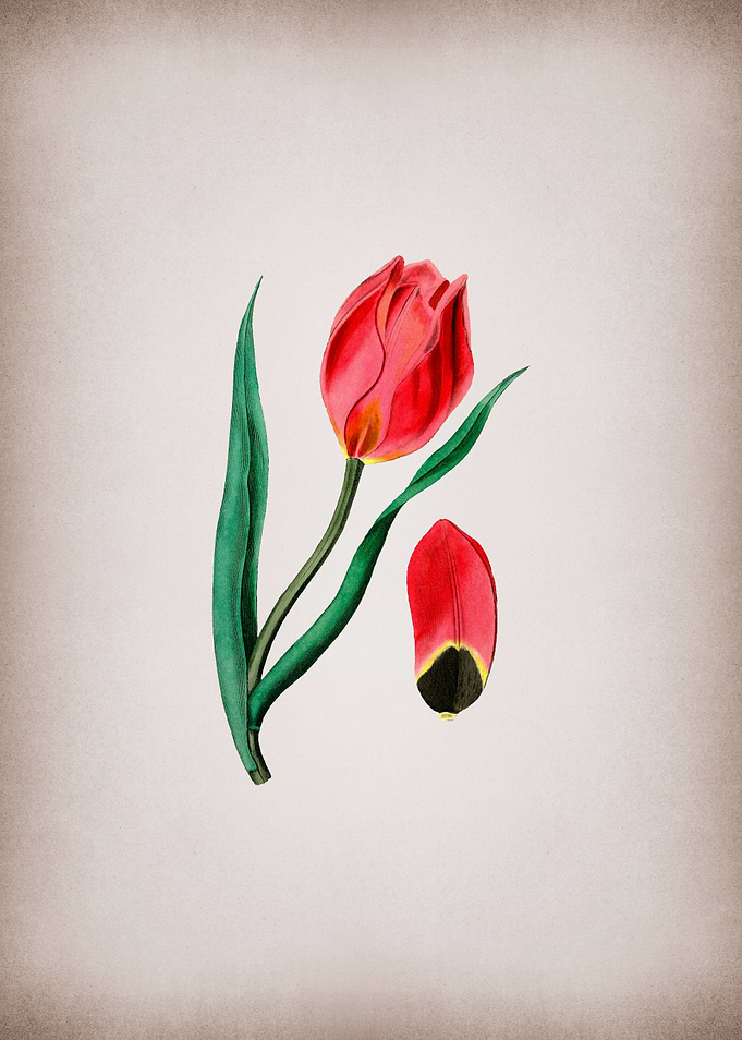 Vintage Suns Eye Tulip