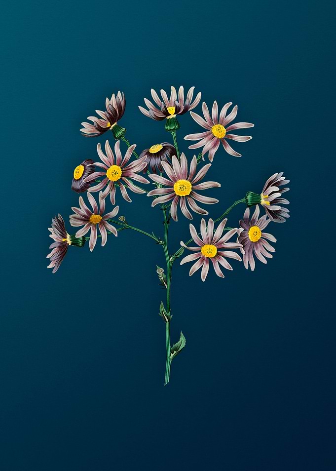 Lilac Senecio Flower