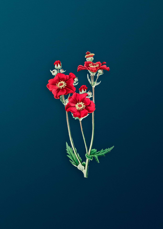 Chilian Guem Flower
