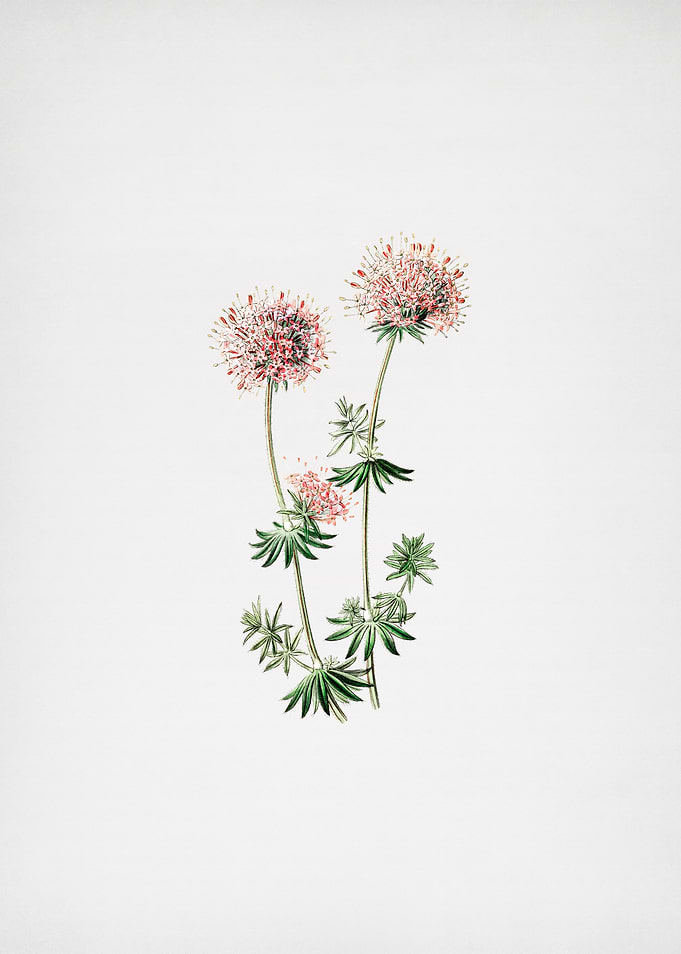 Crucianella Flower Branch