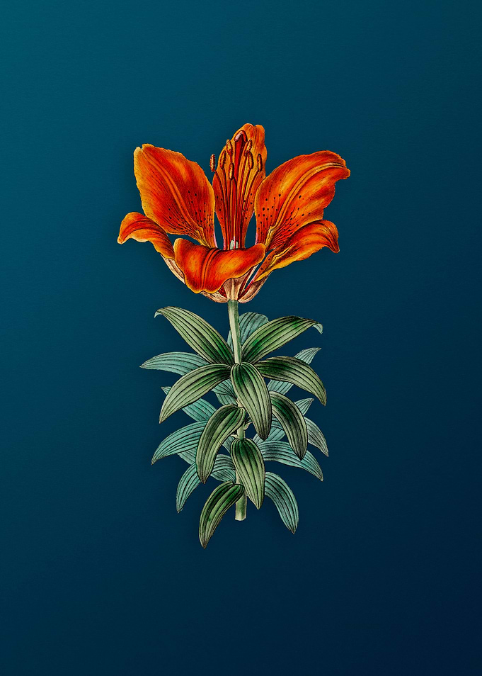 Blood Red Lily Flower