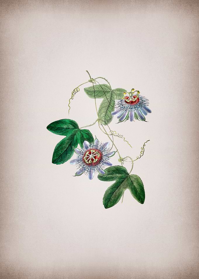 Sullivans Passion Flower