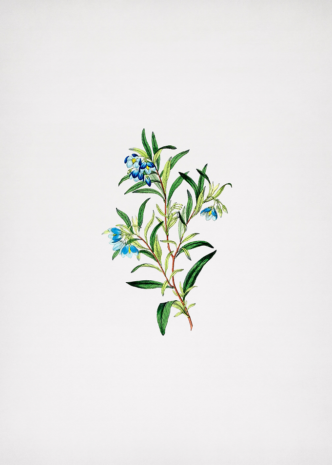 Blue Narrow Leaved Sollya