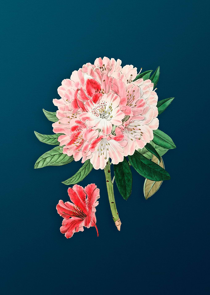 Rhododendron Flower Teal