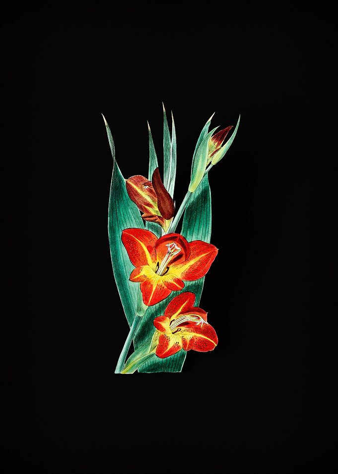 Parrot Gladiole Flower