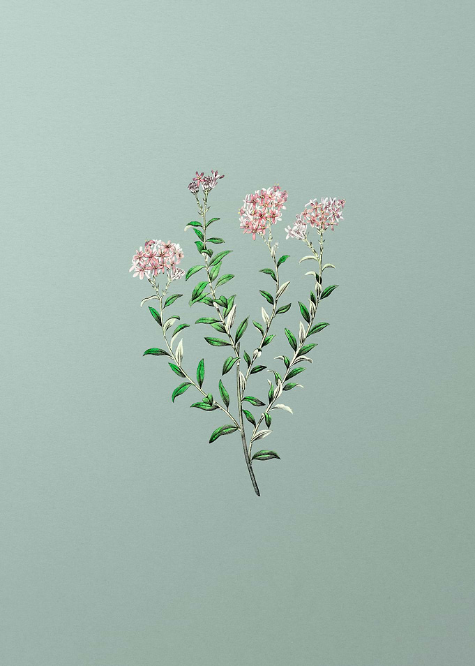 Vintage Pink Selago Flower