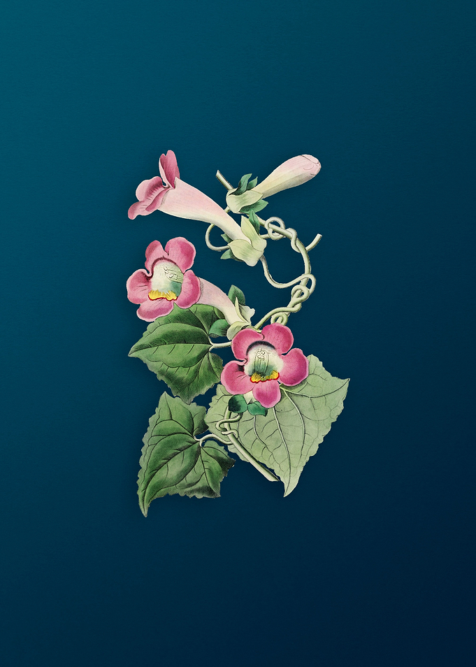 Blushing Lophospermum