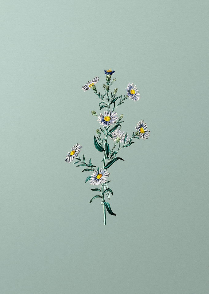 Glaucous Aster Flower