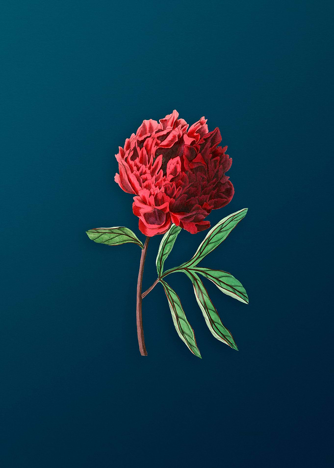 Vintage Chinese Peony Mint