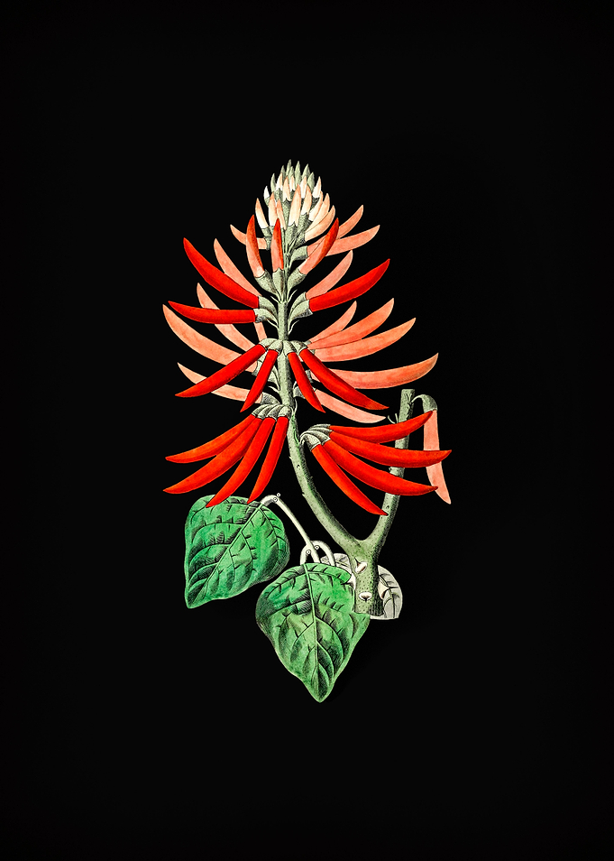 Naked Flowering Erythrina