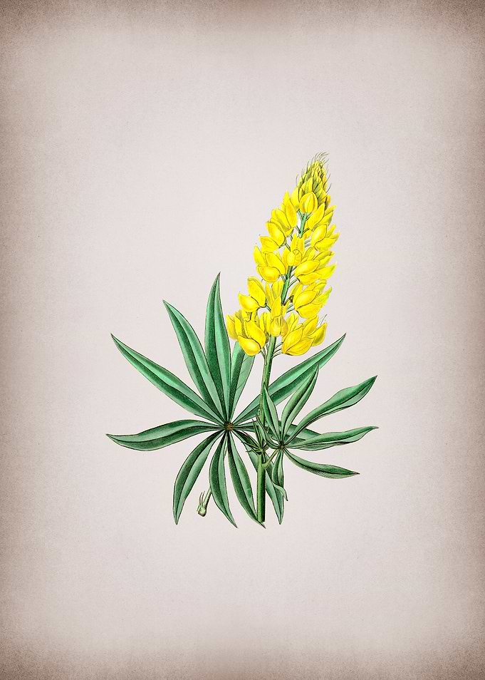 Perennial Lupine Flower