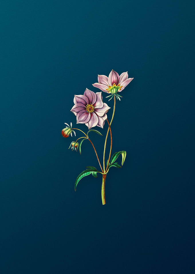 Dwarf Dahlia on Teal
