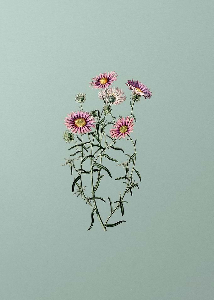 Hoary Diplopappus Flower