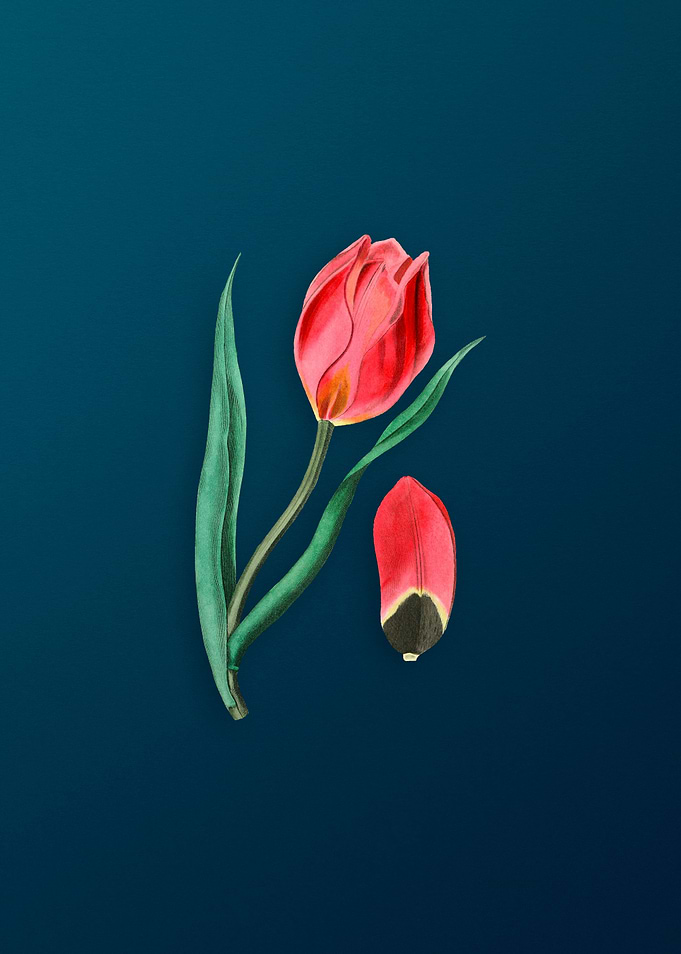 Suns Eye Tulip on Teal