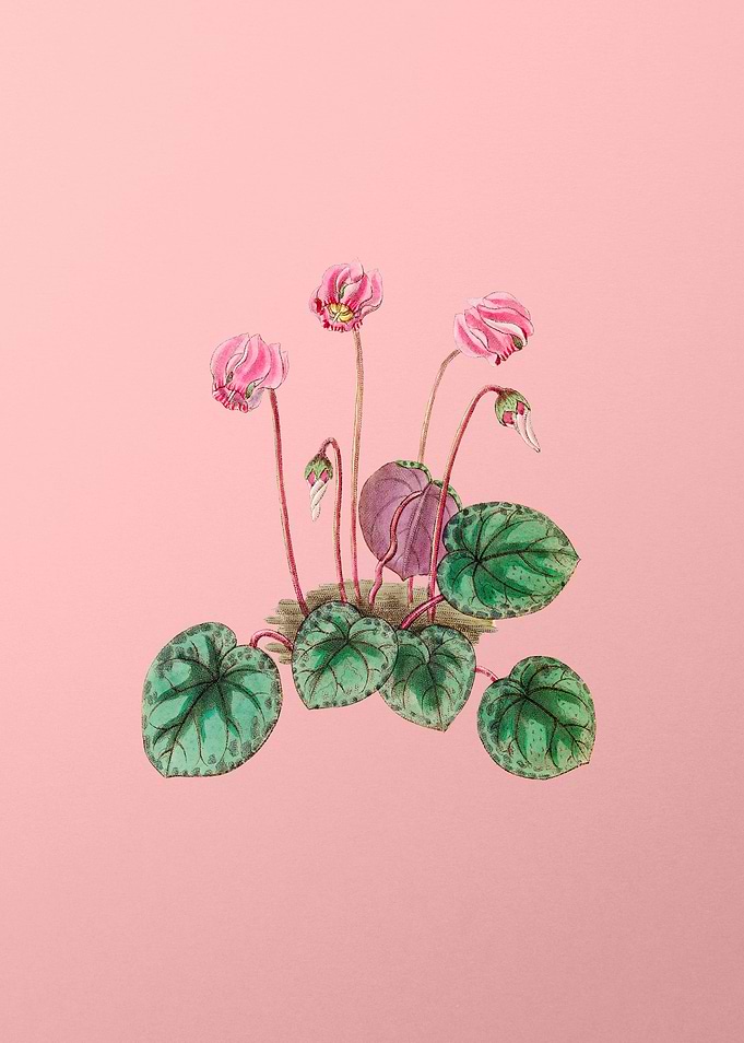 Shore Cyclamen Flower