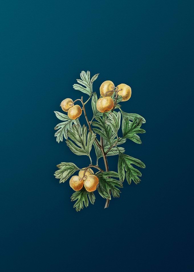 Aronia Thorn Flower