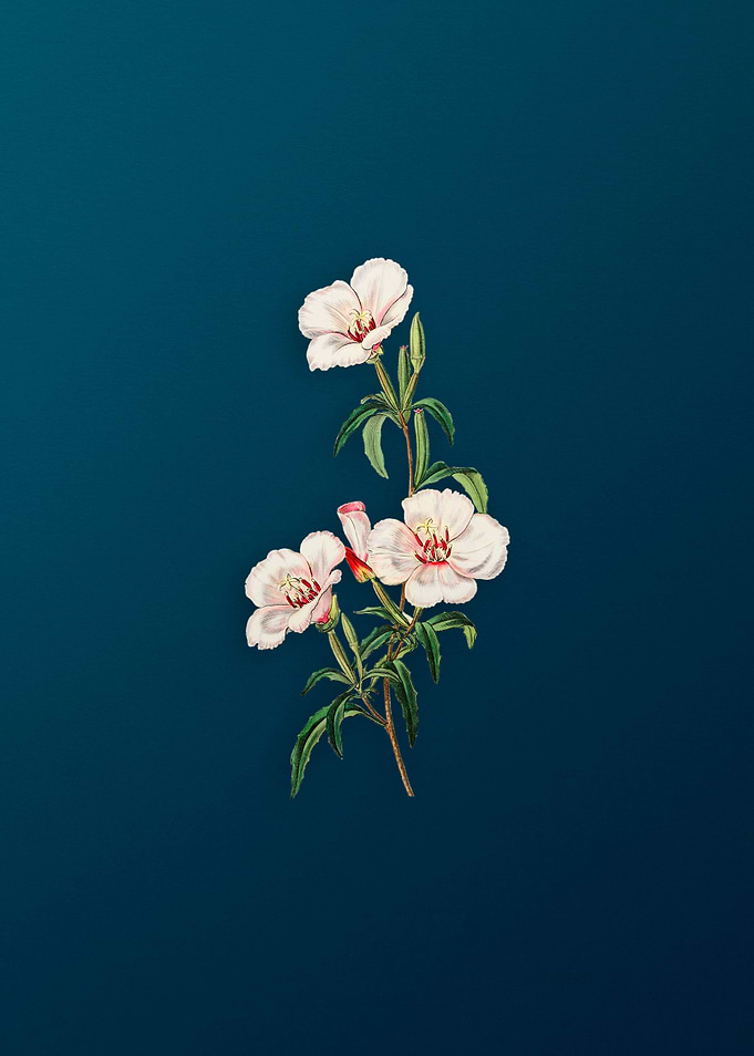 Wine Stain Godetia Flower