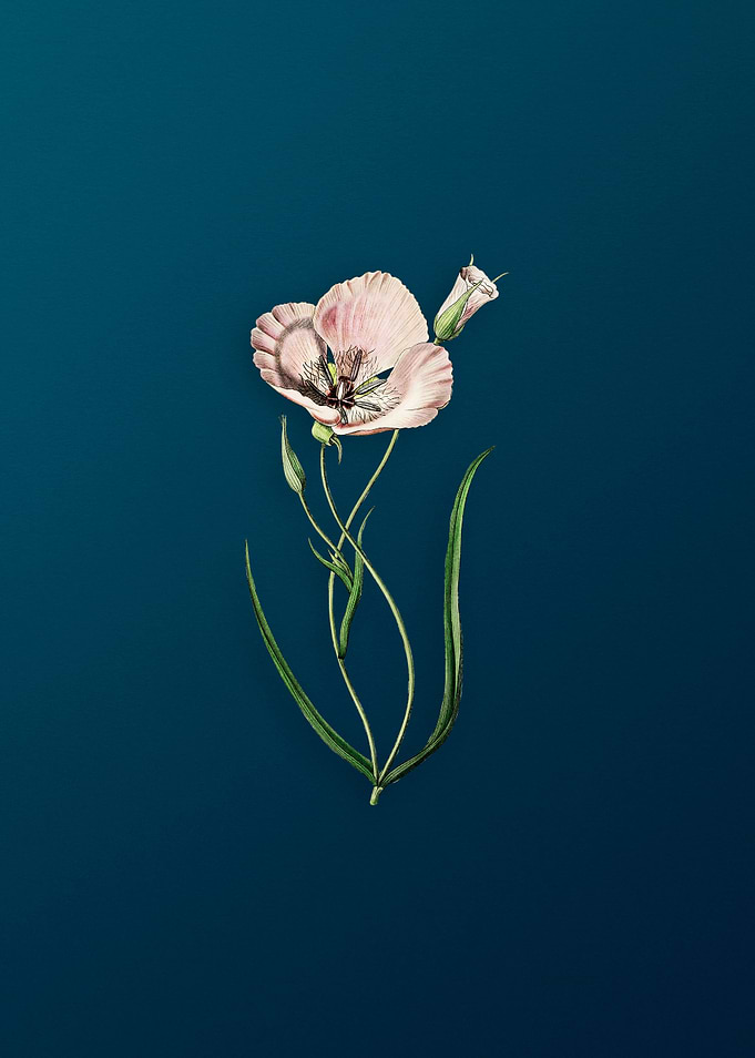 Satiny Calochortus Flower