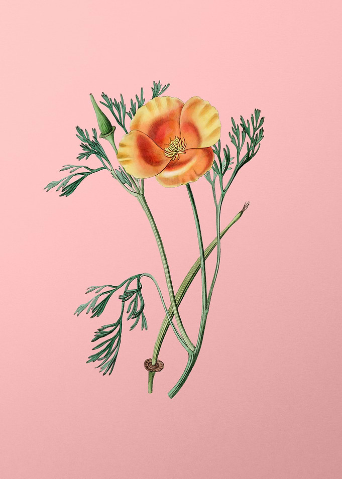 Saffron Color Eschscholzia