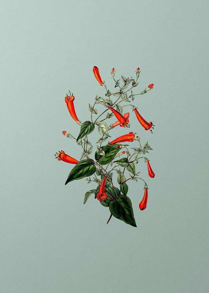 Heart Leaved Manettia