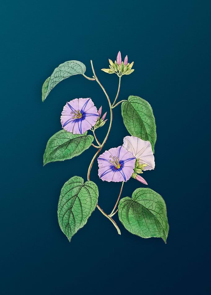 Hoary Jacquemontia Flower