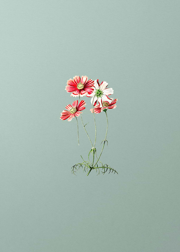 Fine Leaf Cosmus Flower