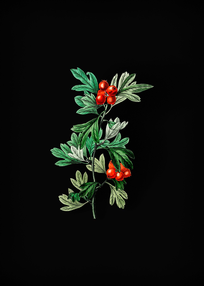 Morocco Hawthorn Flower
